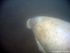 Manatee, Crystal River