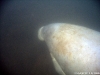 Manatee, Crystal River