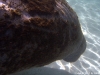 Manatee, Crystal River