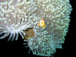 Clownfisch, Bali 2009