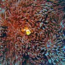 Clownfisch - Similan Islands 2007